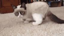 No smh reaction gifs